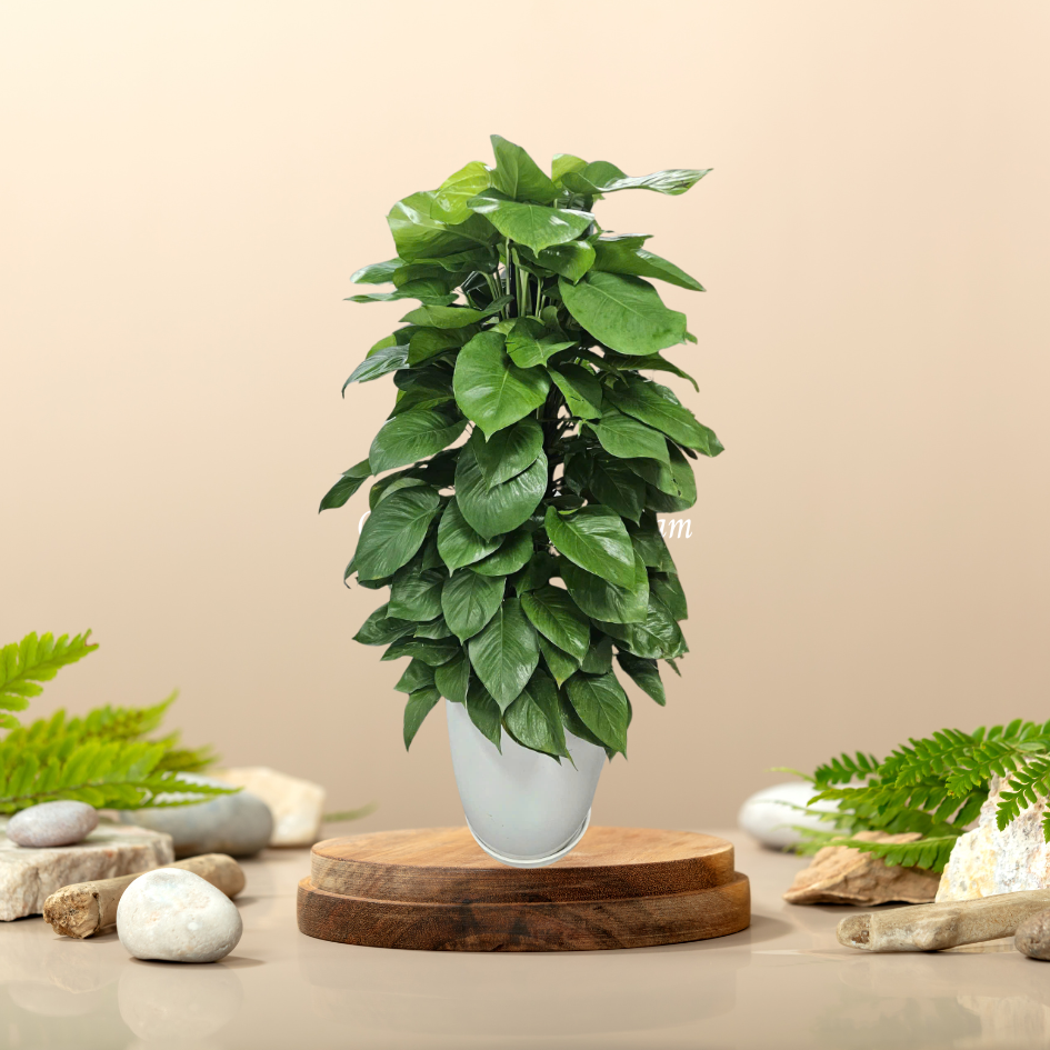 Cây Vạn Niên Thanh Cột